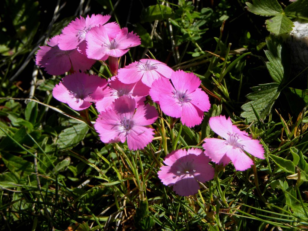 Dianthus cfr. pavonius